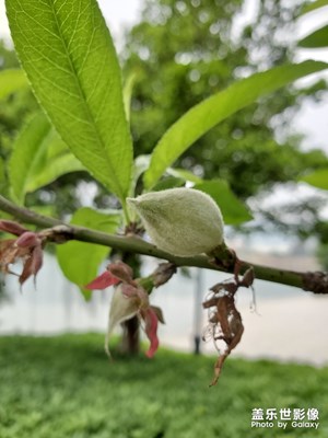 花花草草