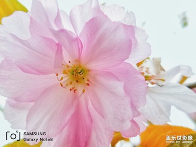 樱花烂漫几多时