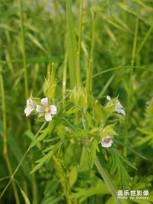 野花之 老鹳草