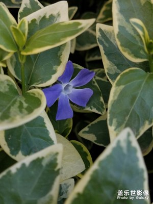 城市绿植之 花叶曼长春花