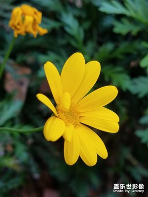 城市绿植之 黄金菊