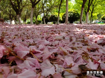 花落春仍在