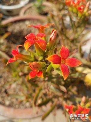 花之 伽蓝菜