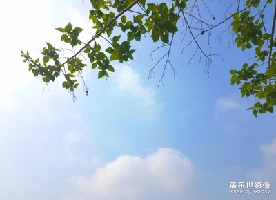 一棵树
