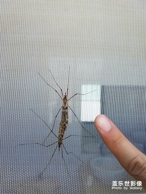好大的蚊子