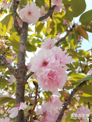 樱花