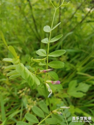 野花和蚂蚁