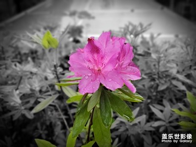 雨后的花朵额外漂亮