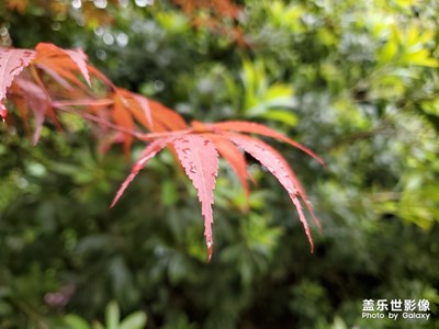 雨中红叶