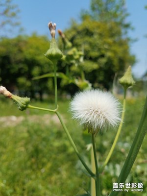 野花之 苦苣菜