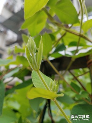 金银花