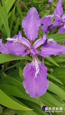 好看的花。。。。