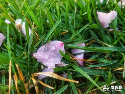 【不负好春光】+绚彩春季