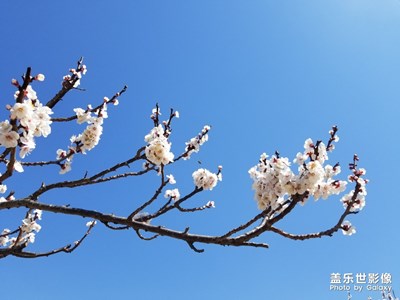 樱桃花绽放