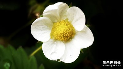 雨露 绿叶 花