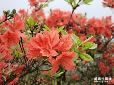 映山红，红满山