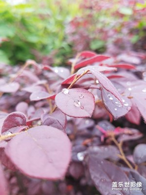 雨后红叶