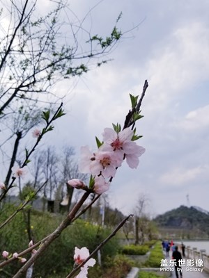 【不负好春光】+岁岁年年花相似