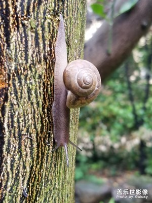 雨后蜗牛