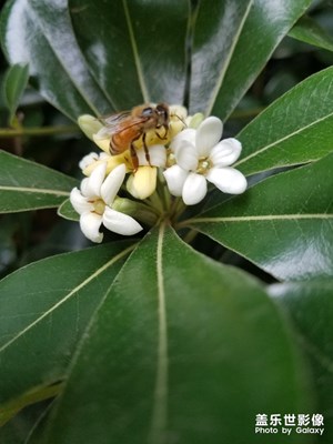 绿植之 海桐花