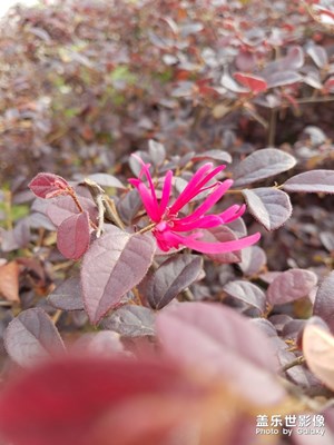 红花檵木