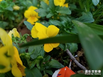 绿植之 小花