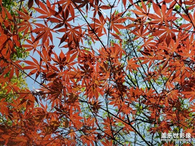 踏青一日游