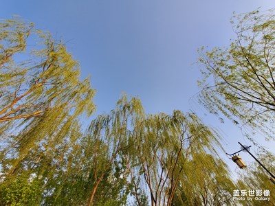 【不负好春光】+花开满枝头