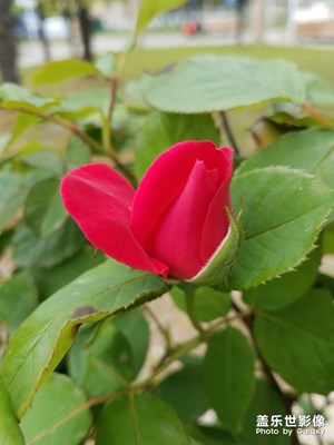 绿植之 月季