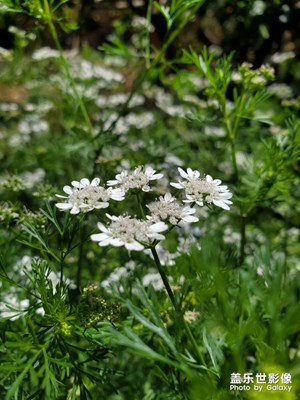 【不负好春光】+方山之花