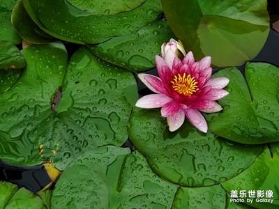 雨中花，S10