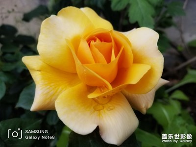 香水月季