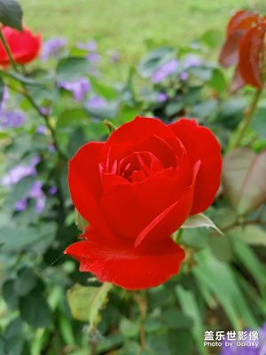 又见月季