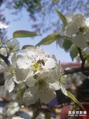 蜂与梨花