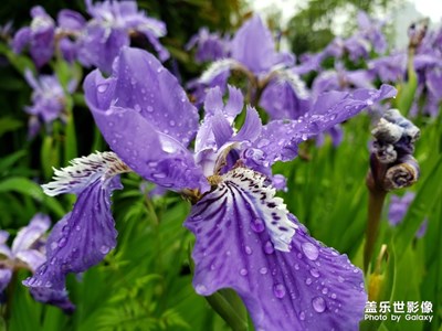 【不负好春光】春雨后的花朵更妖艳