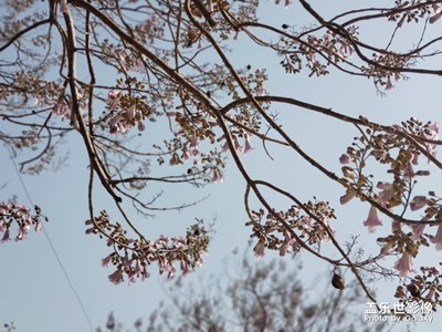 【为中国填色】春天美丽的德州