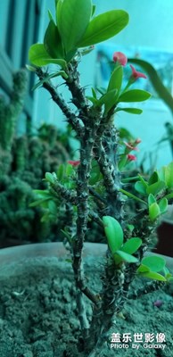 刺儿梅
