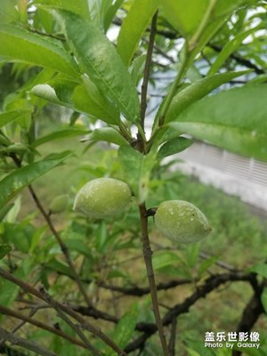 毛桃