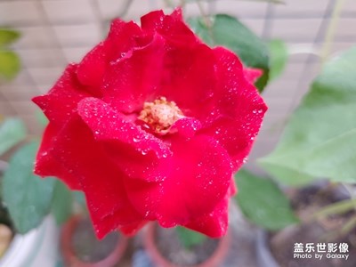 玫瑰花