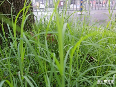 拍照真不如红米7pro，不过安装了谷歌相机有明显的提升