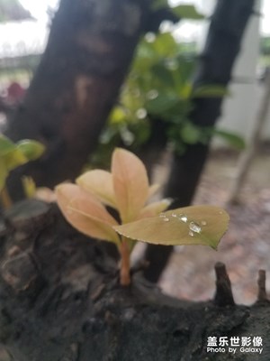 老树新芽