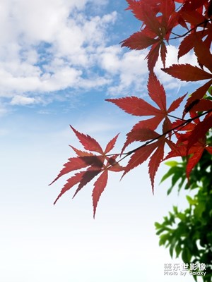红枫、绿叶、蓝天、白云
