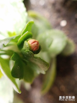 花名长寿