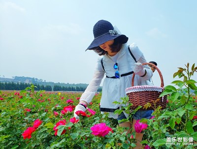 【玩转五一】赏玫瑰花