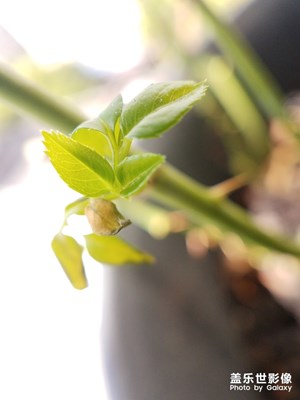 嫩叶 新芽
