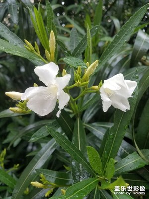 雨后的夹竹桃