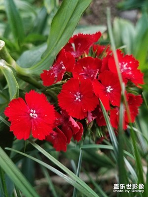 绿植之 石竹花