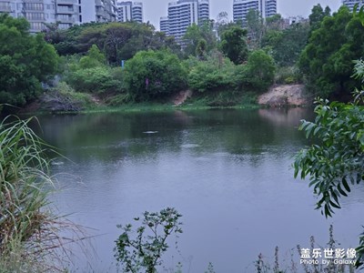 鱼儿多多
