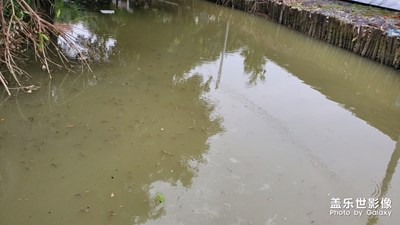 鱼塘