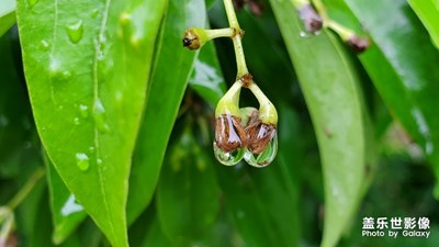 叶片上的雨珠